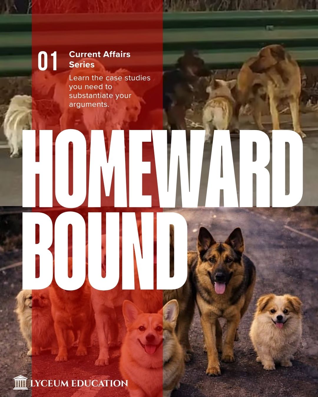 Homeward bound of 7 Dogs, And Why We Believed It